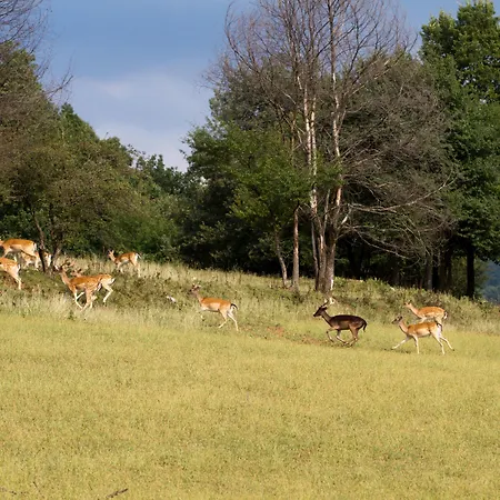 Hyatt Regency 리조트 프라베츠